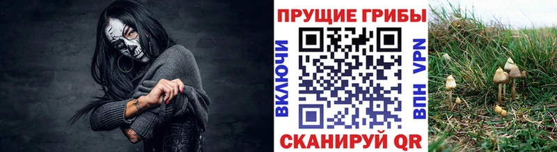 Псилоцибиновые грибы GOLDEN TEACHER  Афипский 